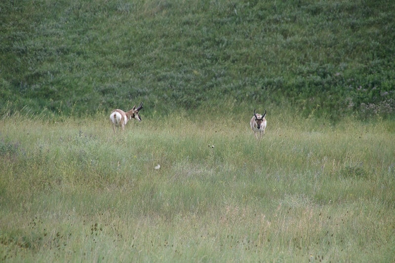 Het eerste wild in Custer State Park