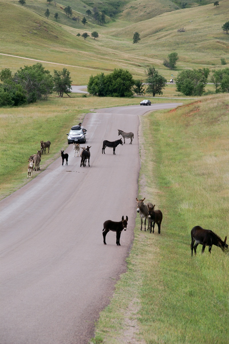 Ezels en muilezels die in Custer State Park letterlijk in de weg staan.