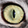 Kattenoog