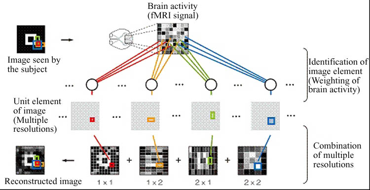 Brain Activity Patterns