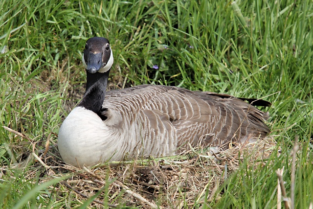 Canadese Gans