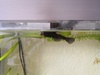 Pleco buik 3 Pleco buik 3