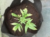 Wietplantage van mijn broertje