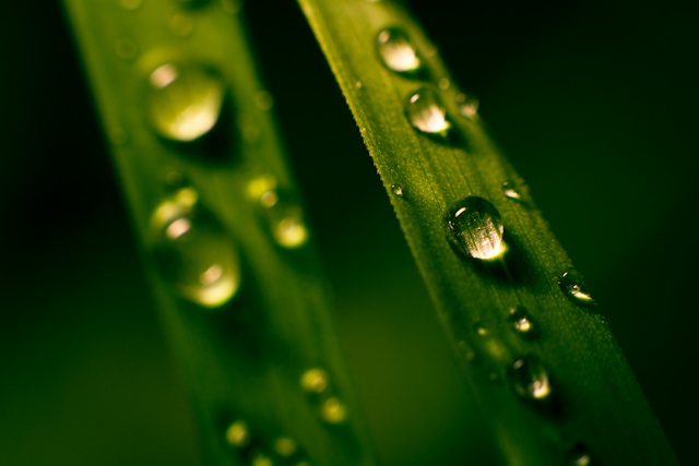 Raindrops