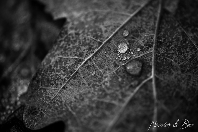 Leaf's tears (thumb)
