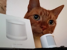 Sensor en kat Sensor en kat