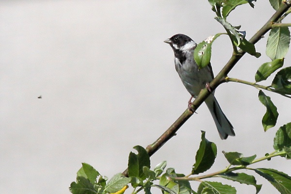 [s]onbekend vogeltje[/s] rietgors