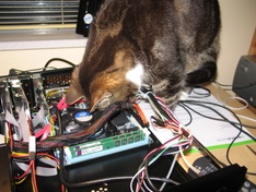 Kat controleert assamblage Kat controleert assamblage