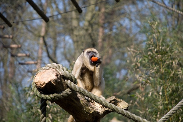 Afbeeldingslocatie: http://tweakers.net/ext/f/3qA8NSmjlmQJjzxMn1TXkflD/full.jpg