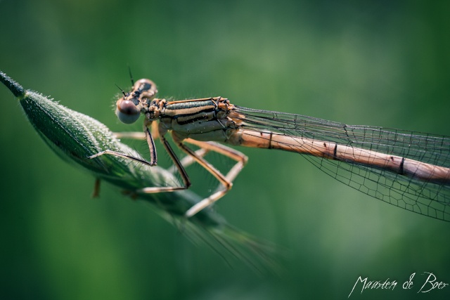 Resting