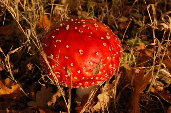 Bolletje