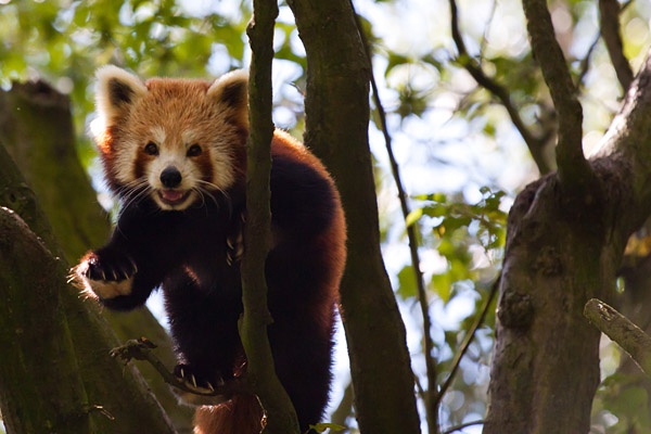 Rode Panda (small)
