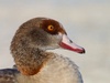 100% duckie