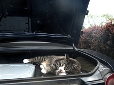 Kat wil ook mee!