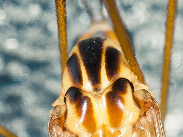 Langpoot vlieg? 100% Crop Langpoot vlieg? 100% Crop
