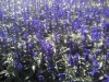 zte-macro zte-macro