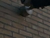 Afbeeldingslocatie: https://tweakers.net/ext/f/7ikFJoOaX8rLXsAHbkmXWL43/thumb.jpg