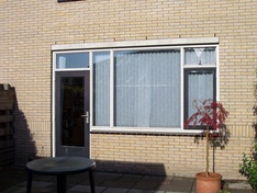 Japanse esdoorn in pot