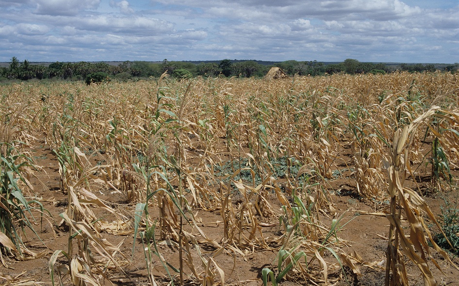 Failed Crops Failed Crops