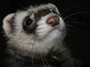 Afbeeldingslocatie: http://tweakers.net/ext/f/84a07674282a5f78c2134bd6e1edf257/thumb.jpg