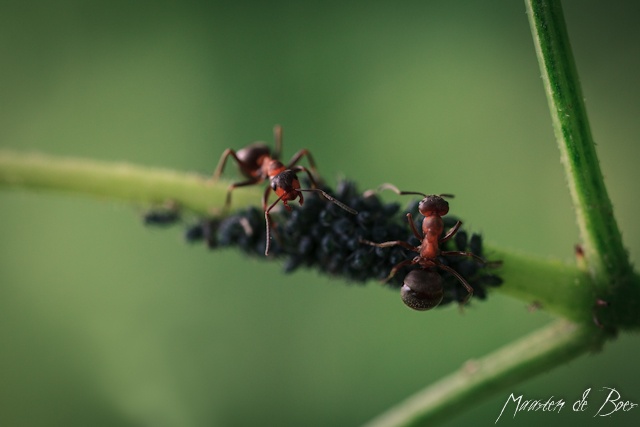 Farming Aphids