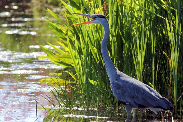 reiger juv