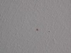 Afbeeldingslocatie: https://tweakers.net/ext/f/AHhHAkG36TWheZdR5eAdqFhp/thumb.jpg