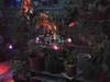 Lightify tuin 1
