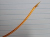 filament