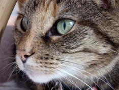 Poes