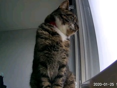 Kat
