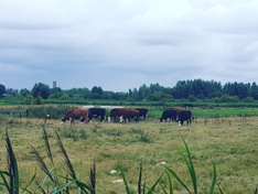 Afbeeldingslocatie: https://tweakers.net/ext/f/BVsltxbQlCtUlPQfGXV0ILqL/medium.jpg