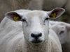 Afbeeldingslocatie: http://tweakers.net/ext/f/BguSI6u62CjyXbUF8kuQ9Vvm/thumb.jpg