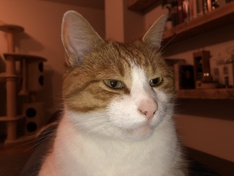 Kat met flits