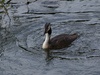 D40/ 55-200 mm VR; 1/500s; f/9; ISO-400; VR; AF; 200 mm