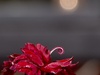 Afbeeldingslocatie: http://tweakers.net/ext/f/CVtQSGCH73EhzjLfg5F5QhiD/thumb.jpg