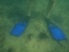 flippers