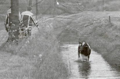 oude koe uit de sloot halen