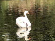 Zwaan 8+