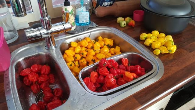 3kg pepers