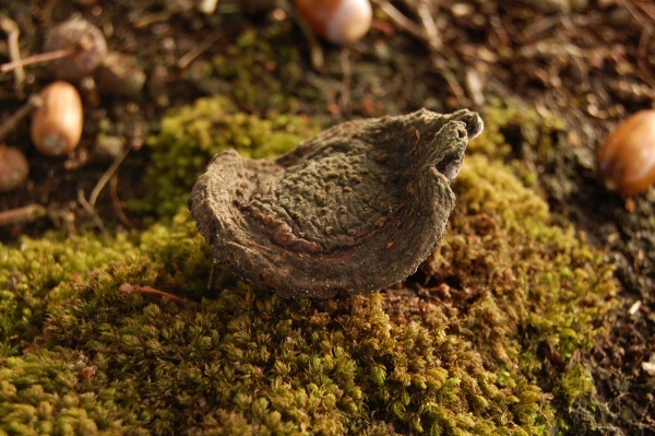 Paddestoel