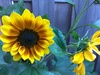 Voorbeeld_zonnebloem Voorbeeld_zonnebloem
