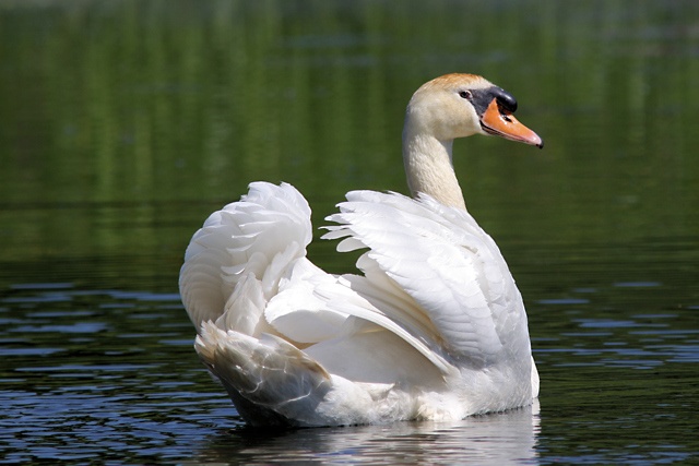 zwaan