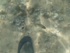 vis met waterschoentje erbij
