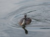 D40/ 55-200 mm VR; 1/500s; f/10; ISO-400; VR; AF; 200 mm