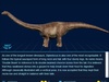 Diplodocus Diplodocus