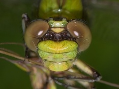 Ophiogomphus cecilia, f