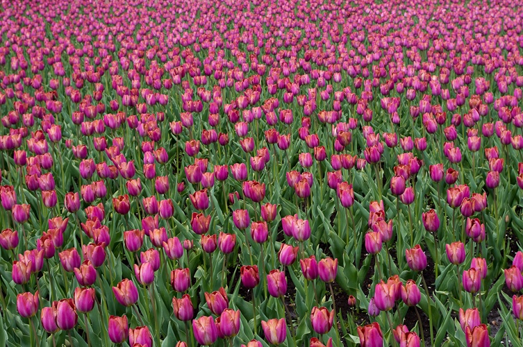 Afbeeldingslocatie: http://tweakers.net/ext/f/KR3d0uITTdJ0GSMe1qe3ZHrr/full.jpg