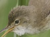 Kleine karekiet--100%crop