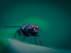 Fly